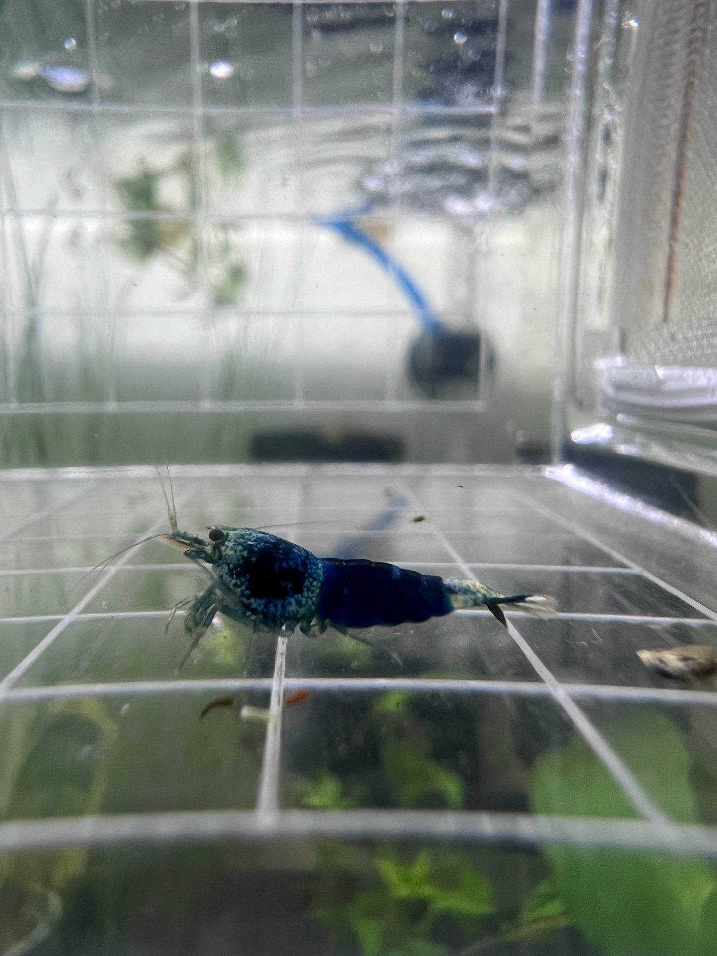 Ocean Blue