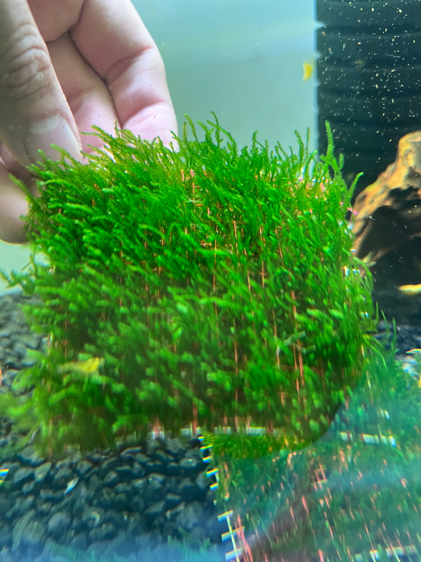 Flame Moss