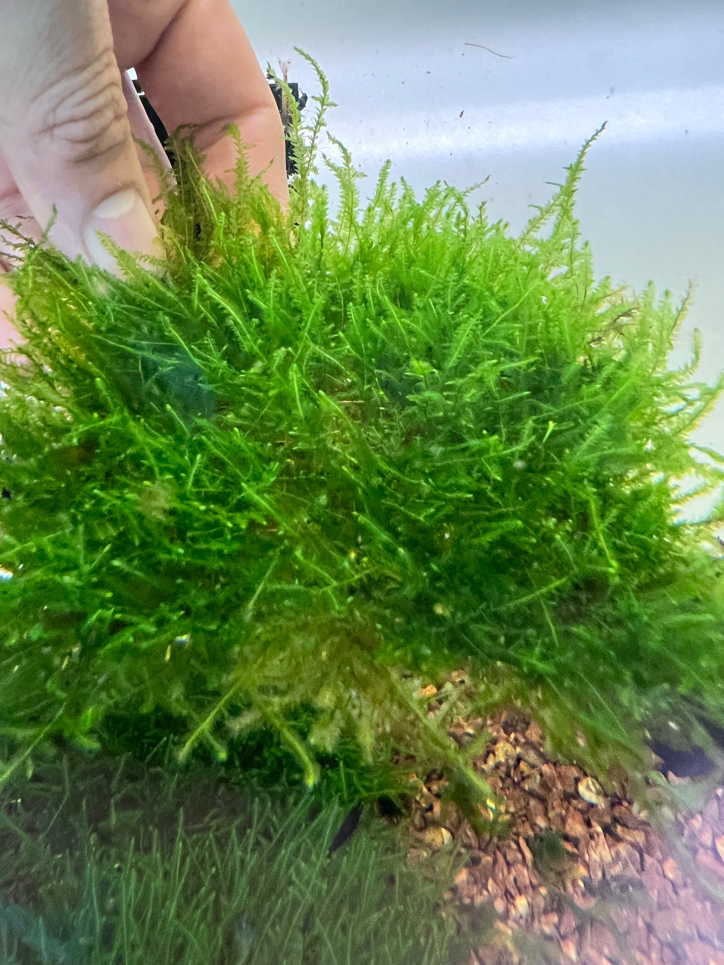 Taiwan Moss
