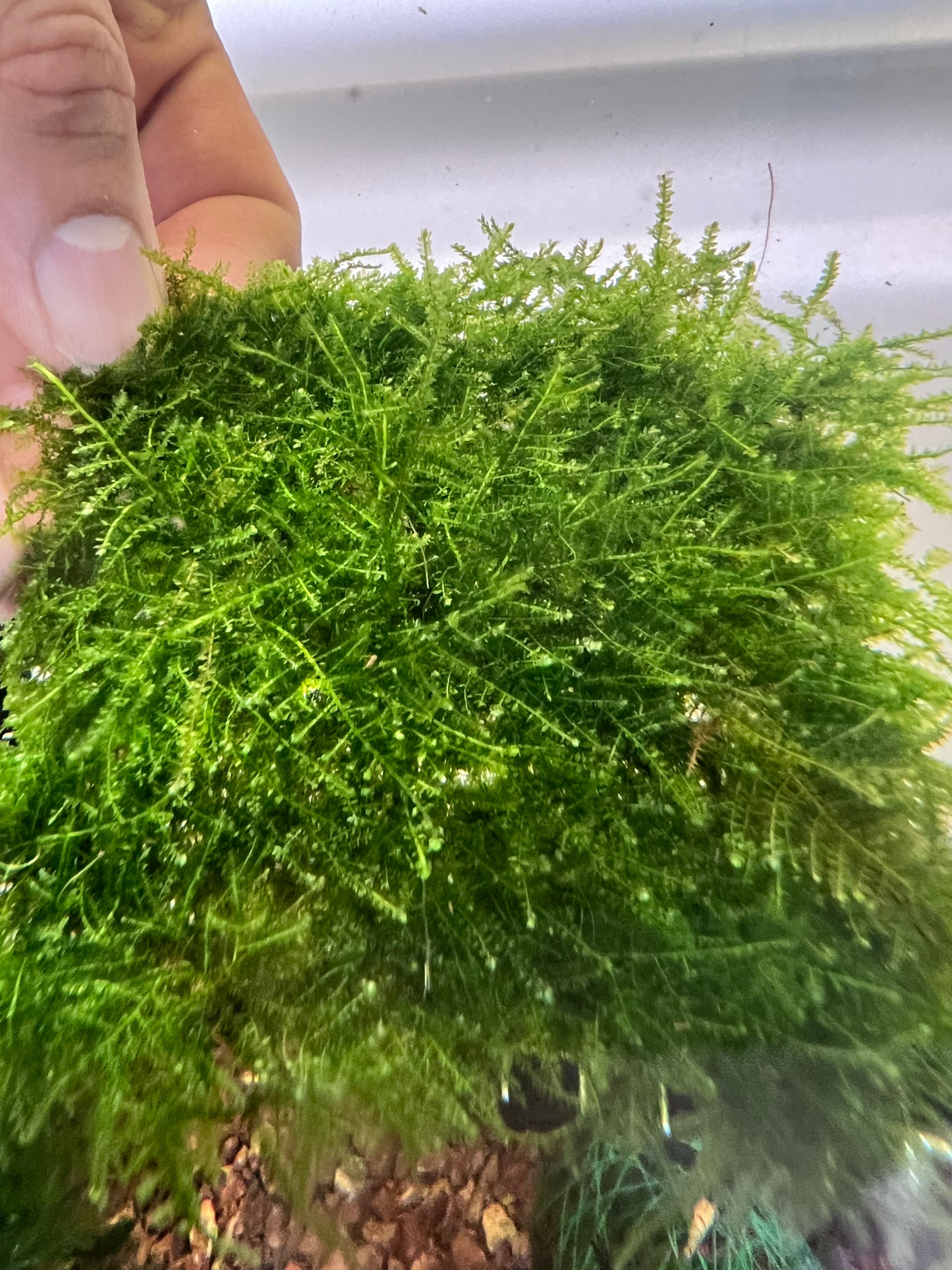 Weeping Moss