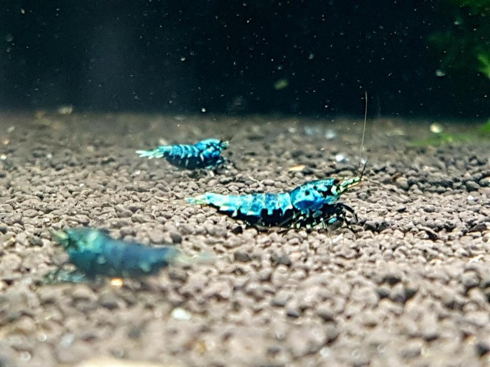 Caridina