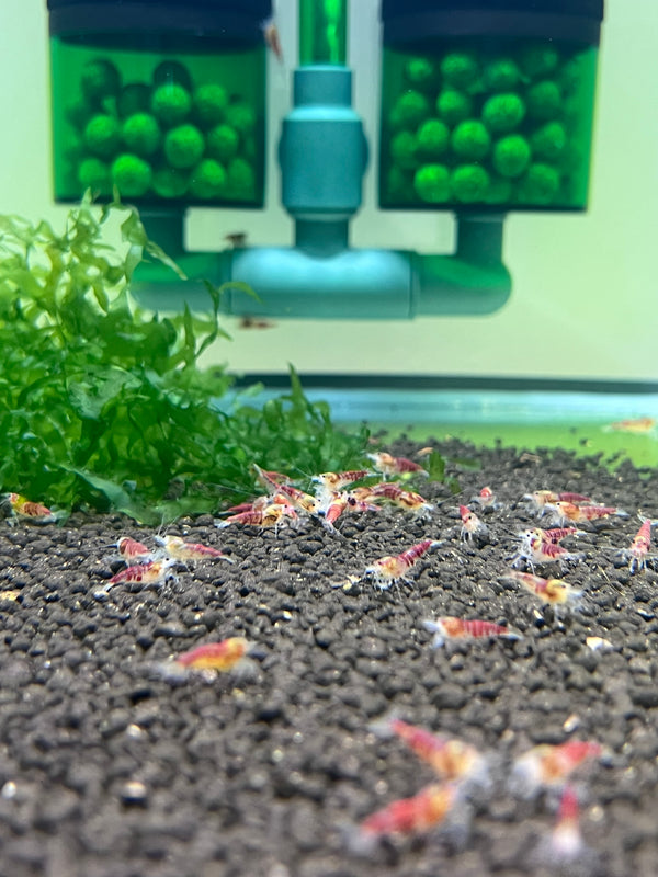 Yellow Calceo (Golden dragon):