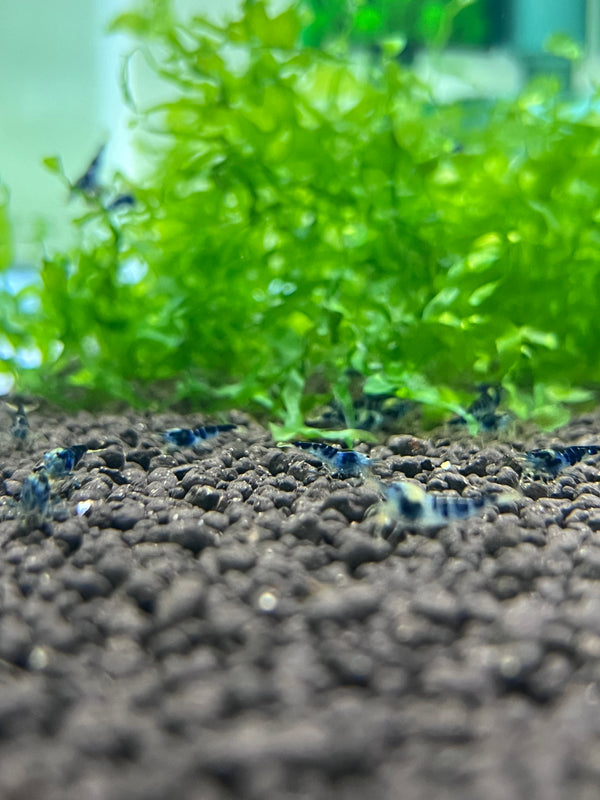 Blue Calceo (Dragonblood)