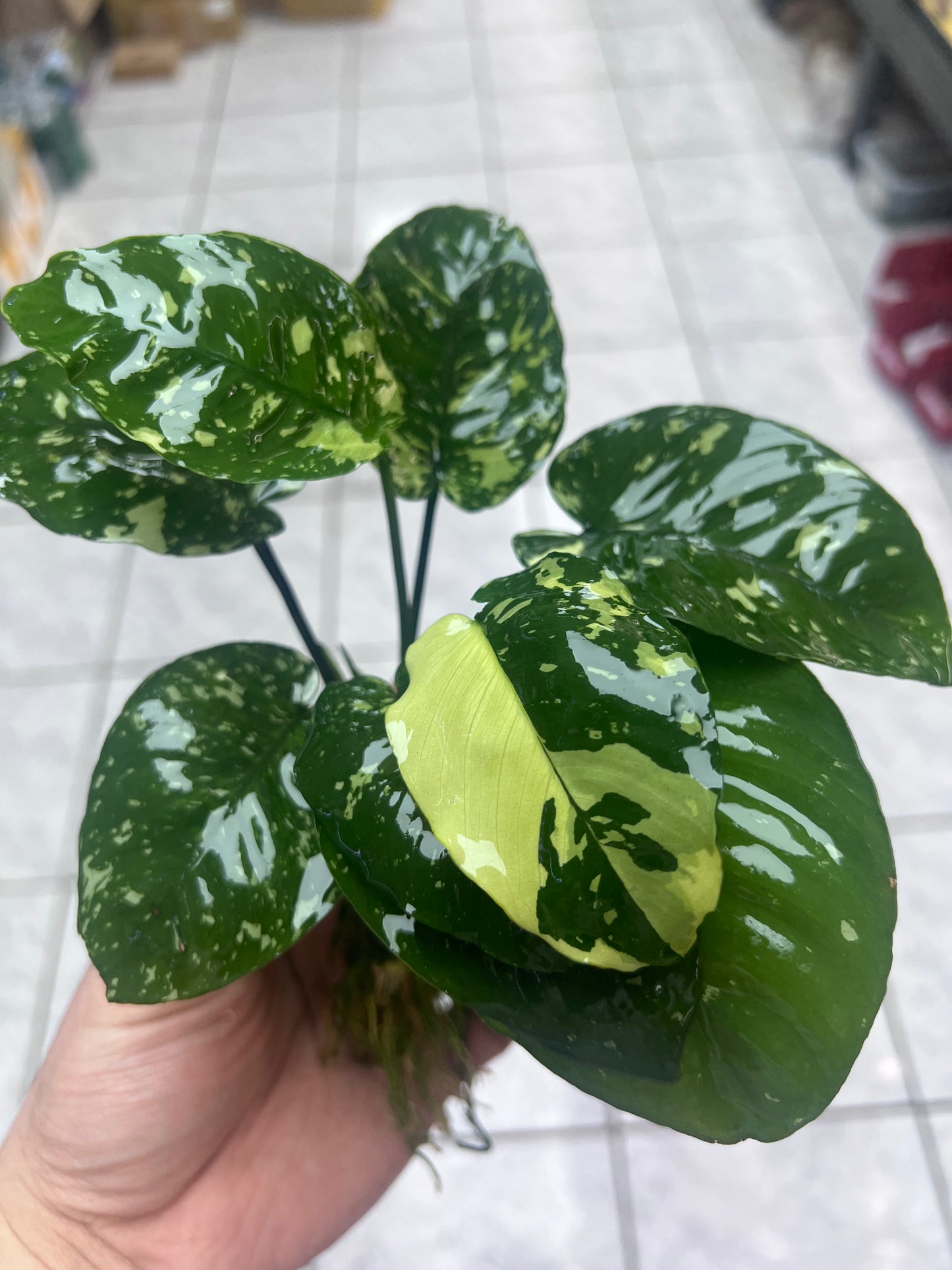 Anubias Varking