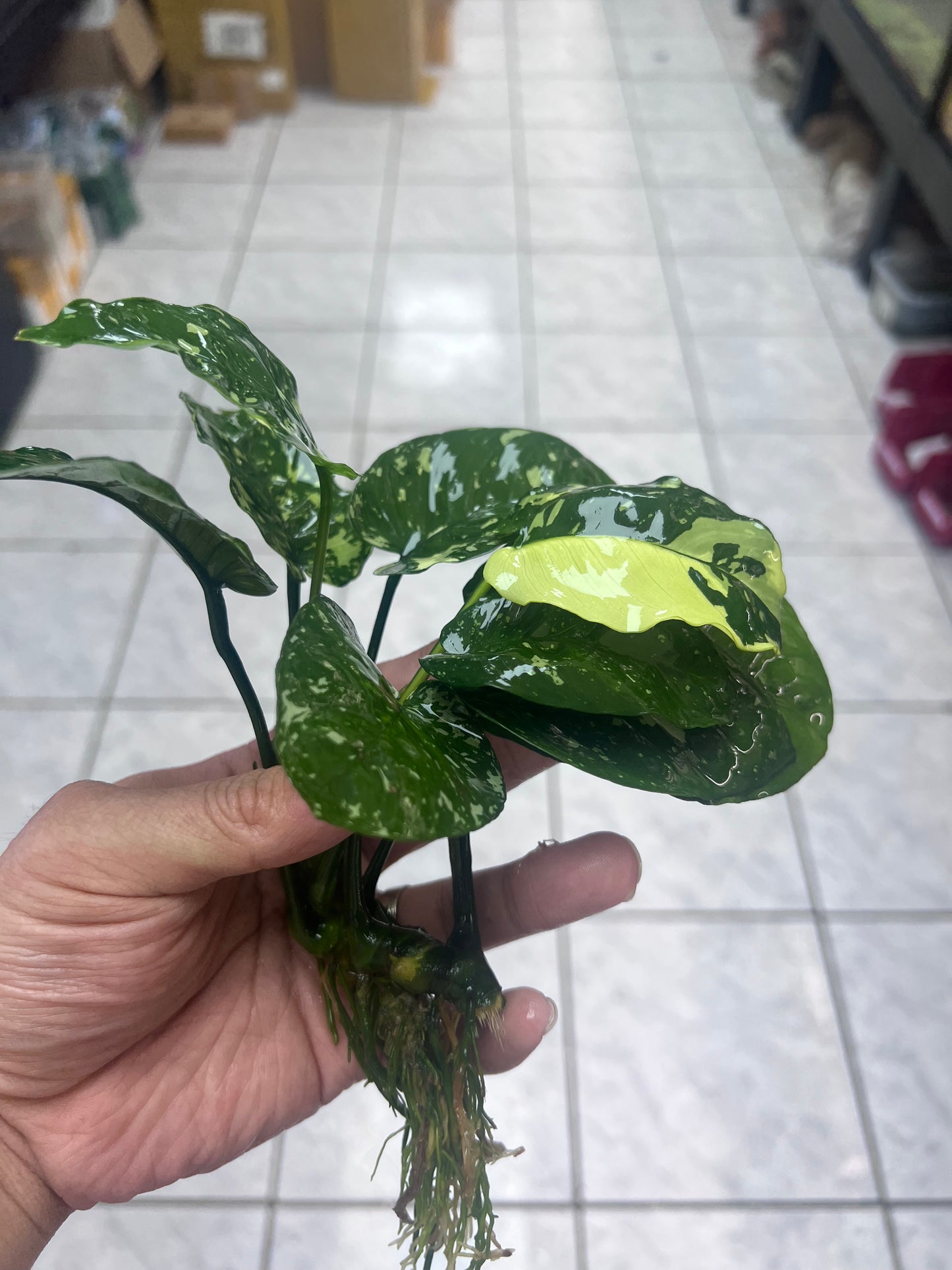 Anubias Varking