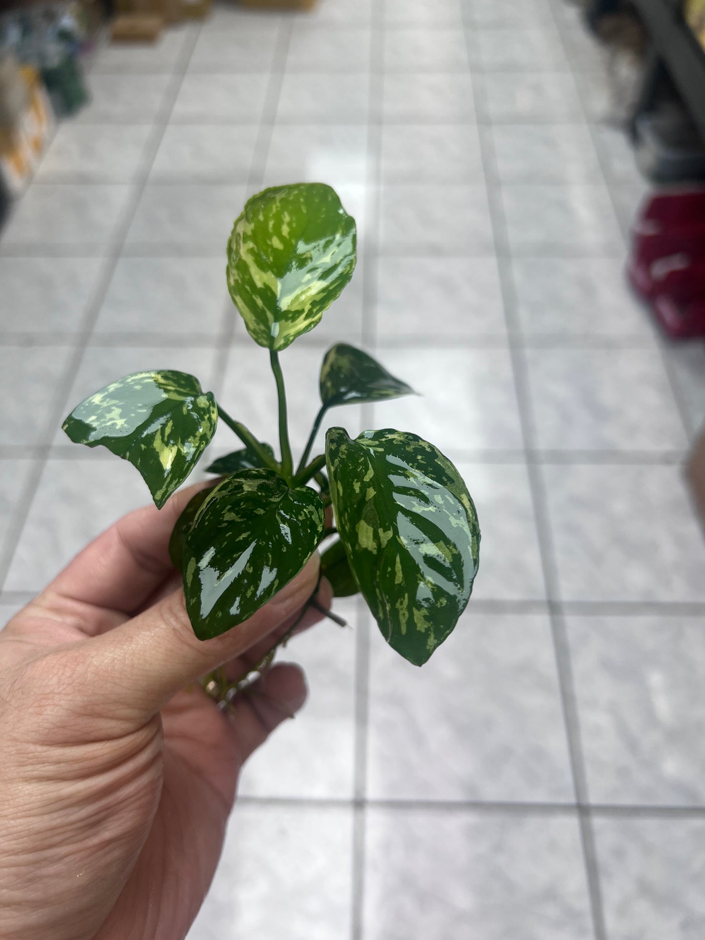 Anubias Varking