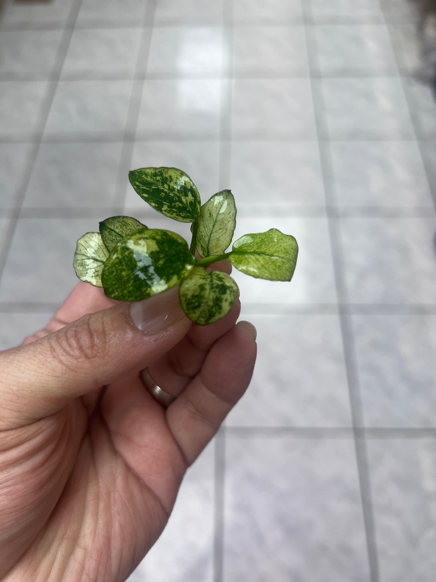 Anubias Pinto