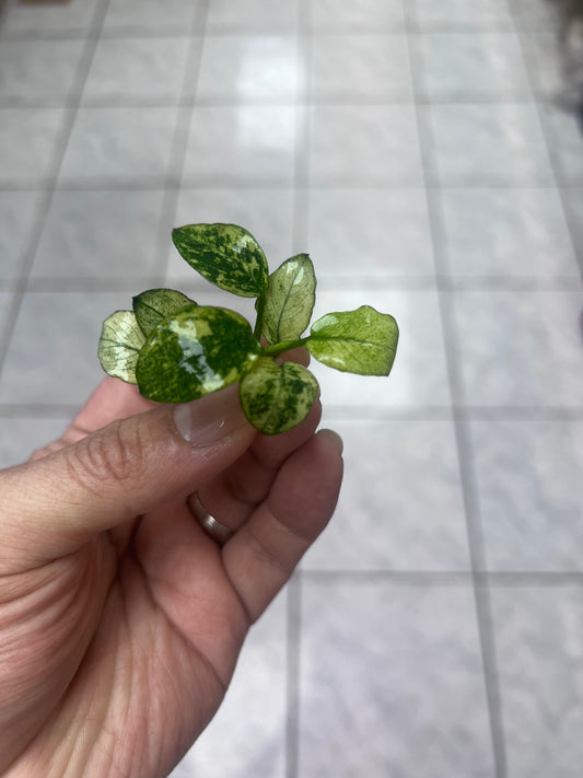 Anubias Pinto