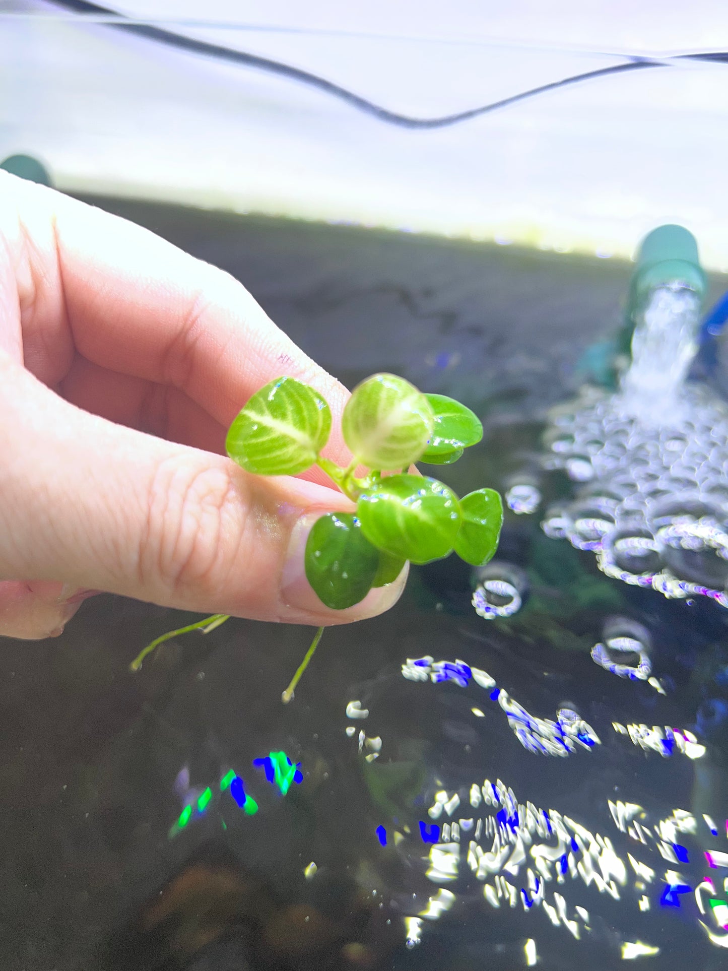 Anubias Stardust