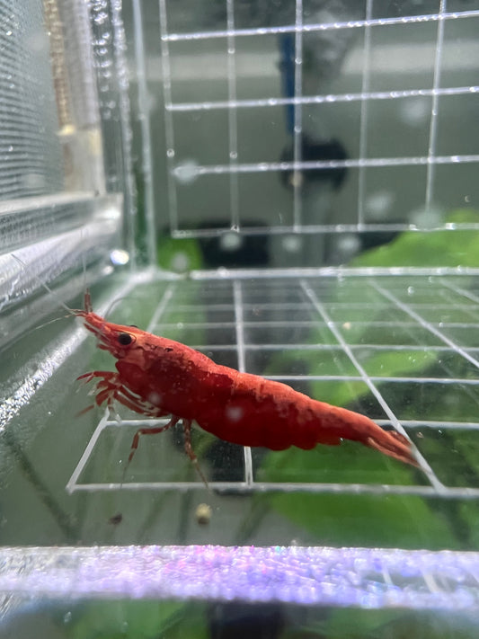 Painted Fire Red