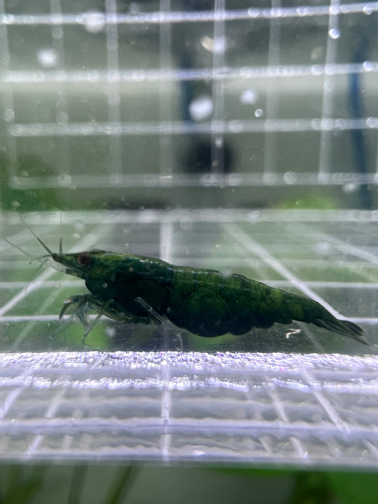 Green Jade