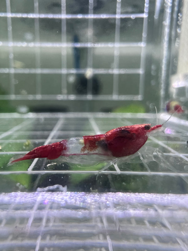 Red Rili