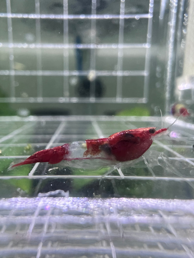 Red Rili