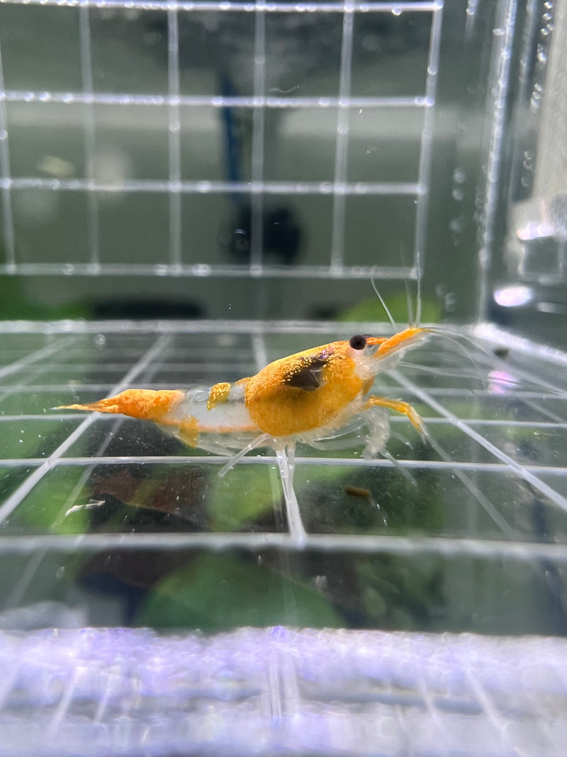 Orange Rili