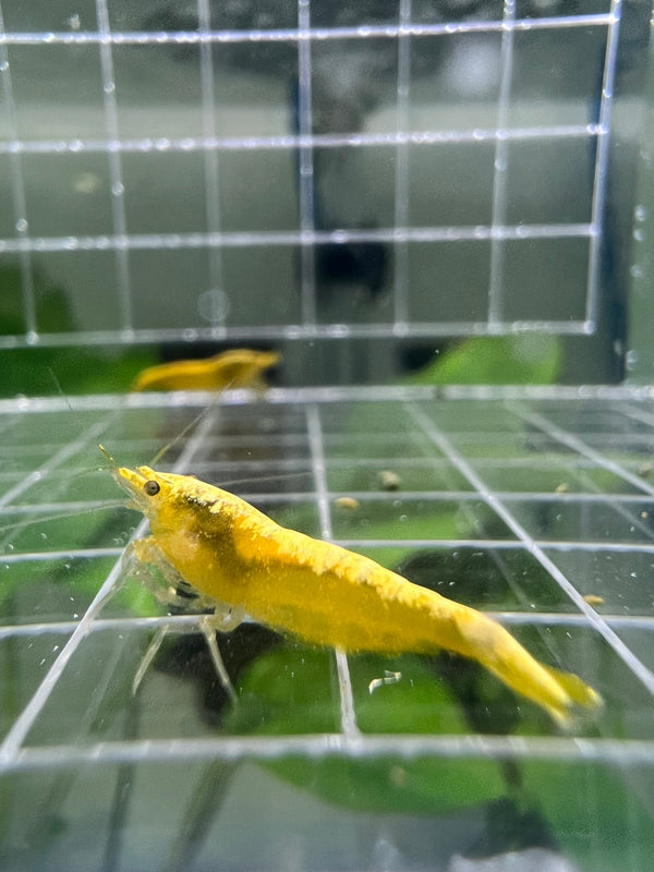 Yellow Golden Backline