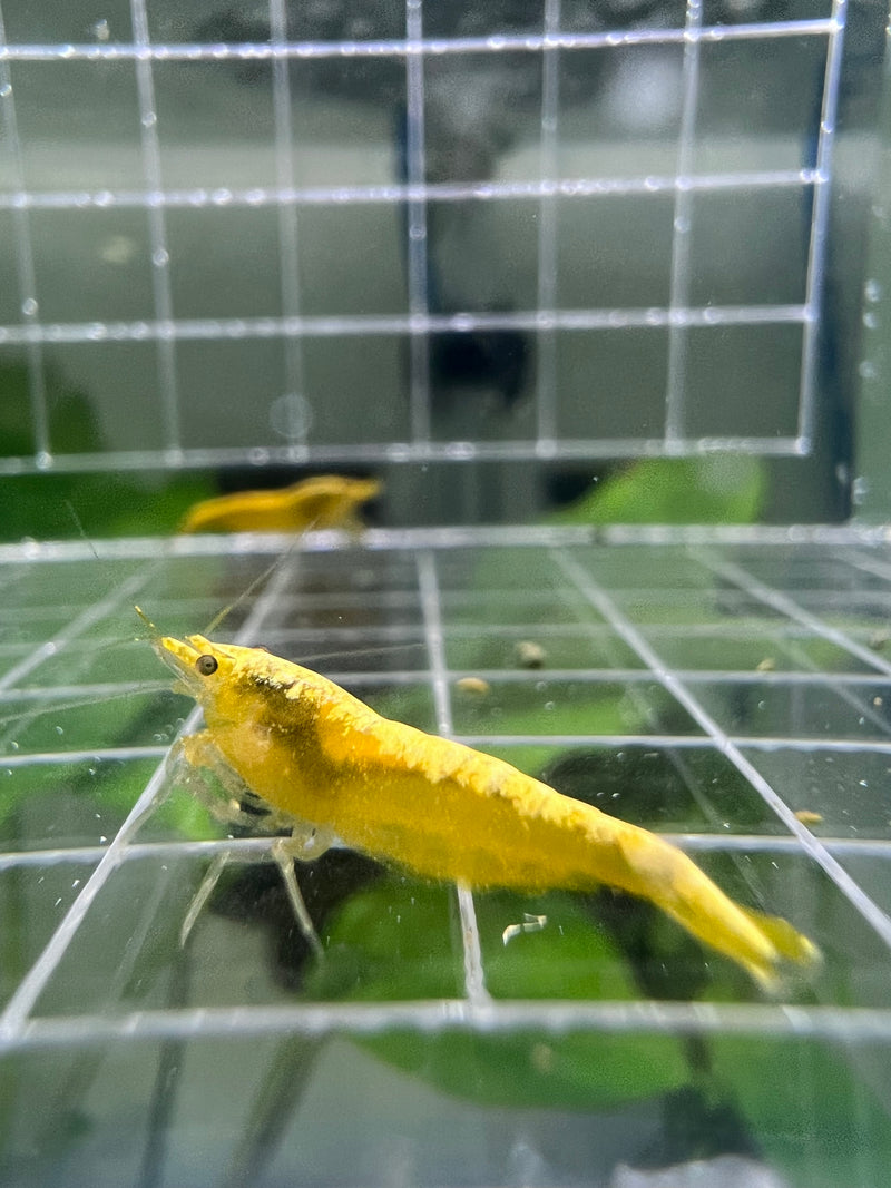 Yellow Golden Backline