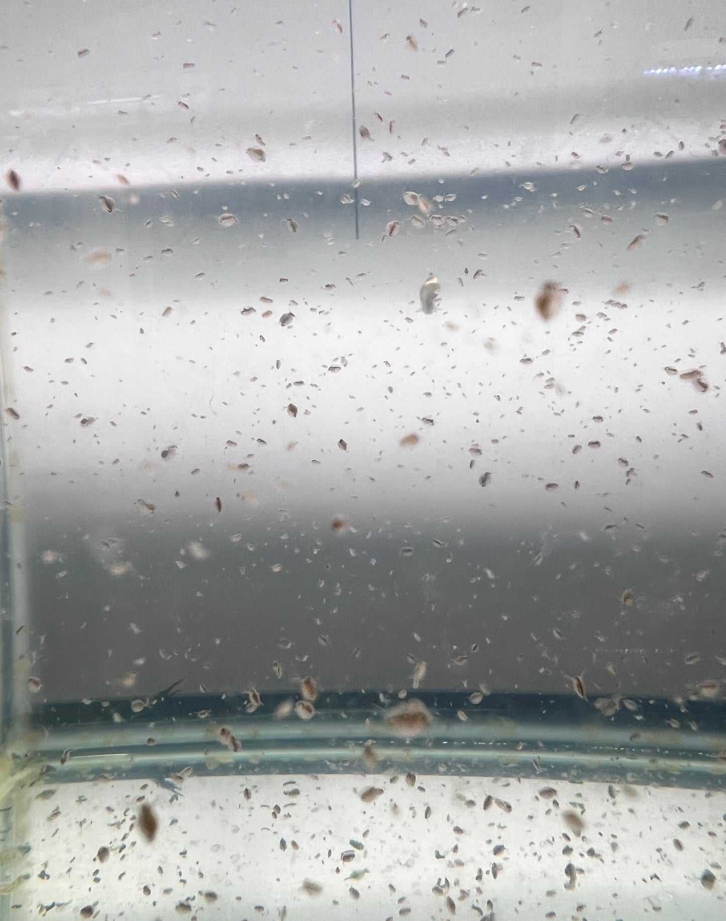 Live Daphnia