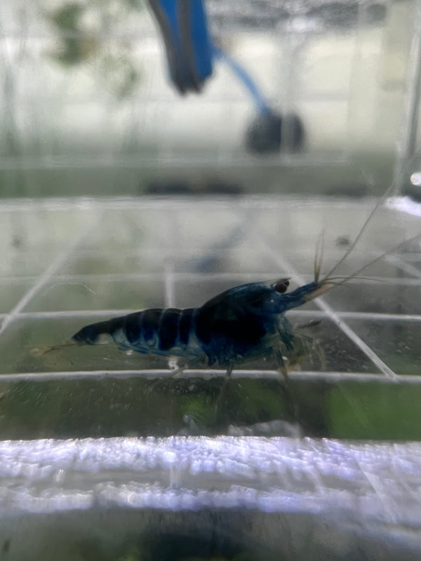 Blue Calceo (Dragonblood)