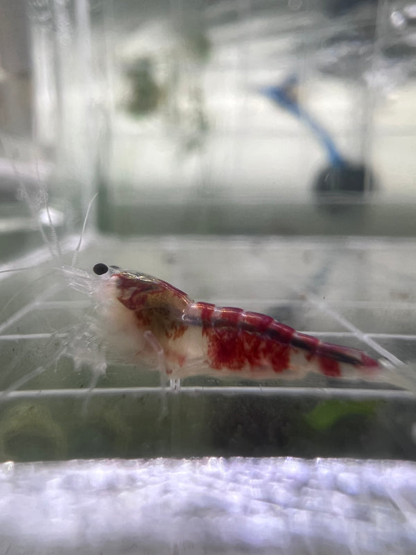 Yellow Calceo (Golden dragon):