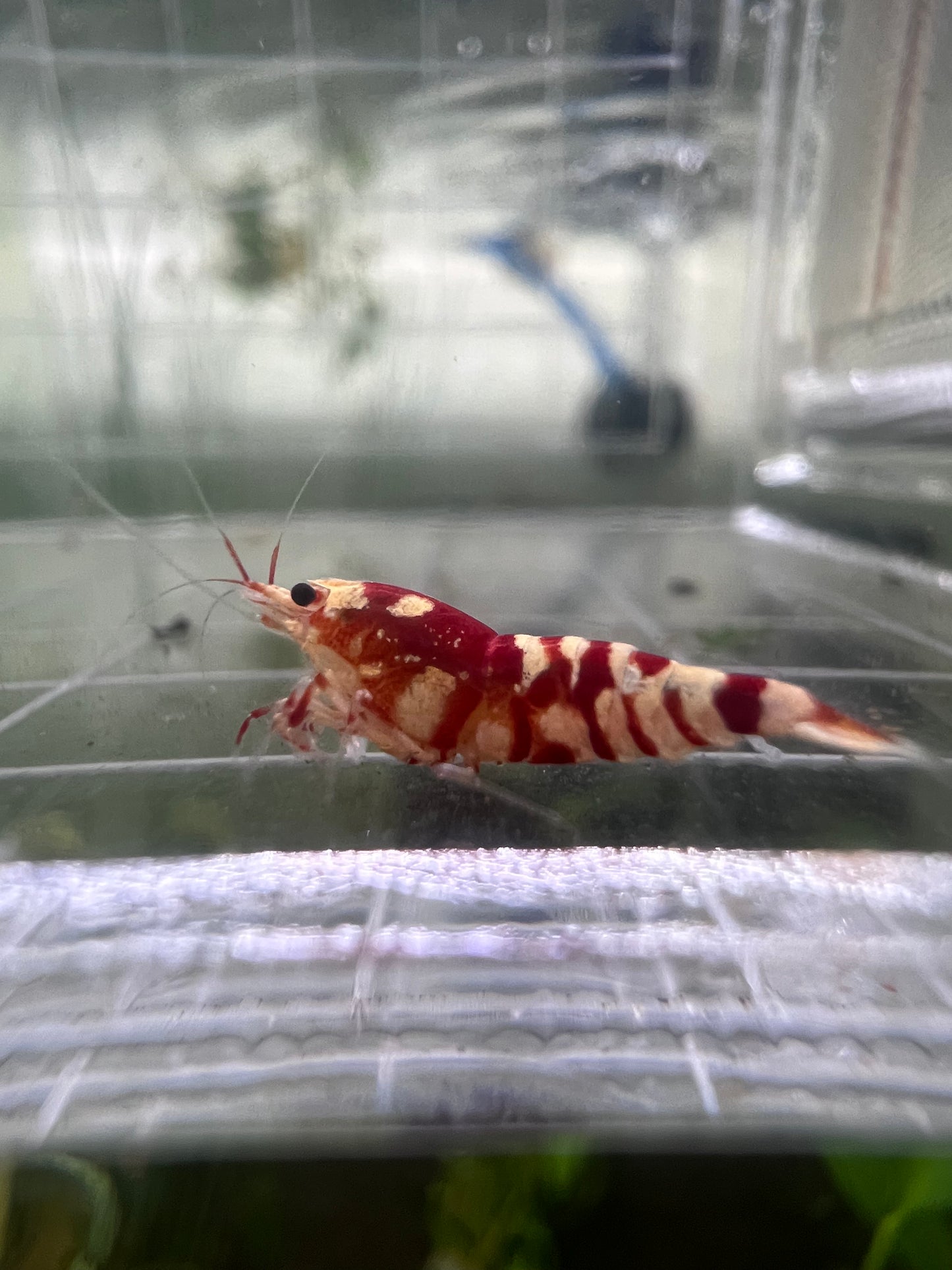 Red Fancy Tiger