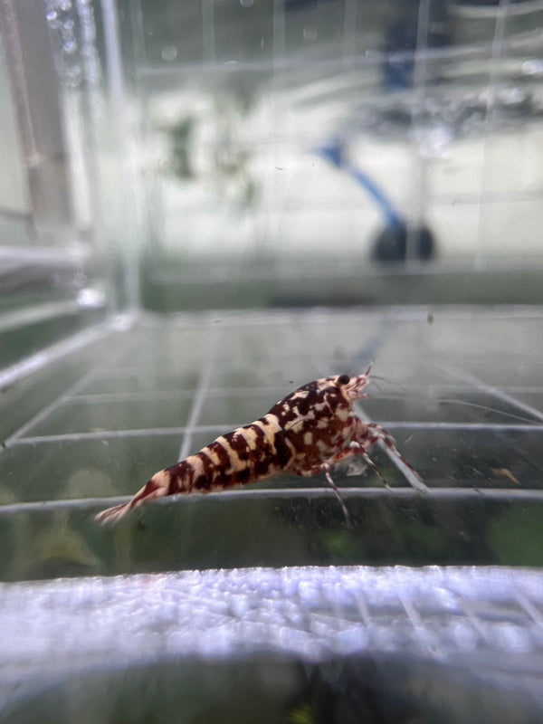 Red Galaxy Snowflake