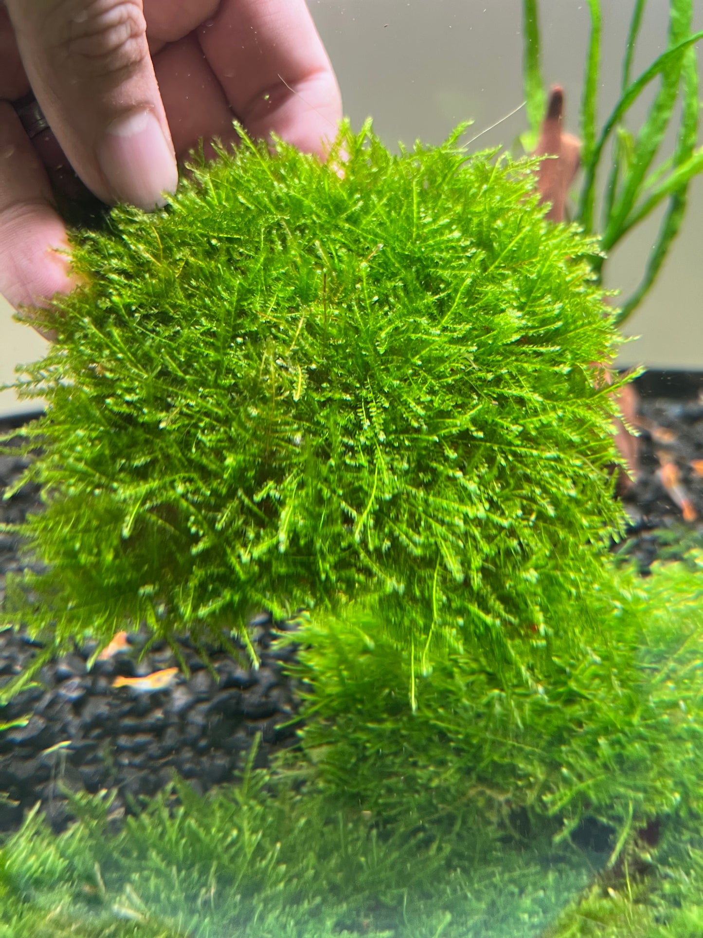 Christmas Moss