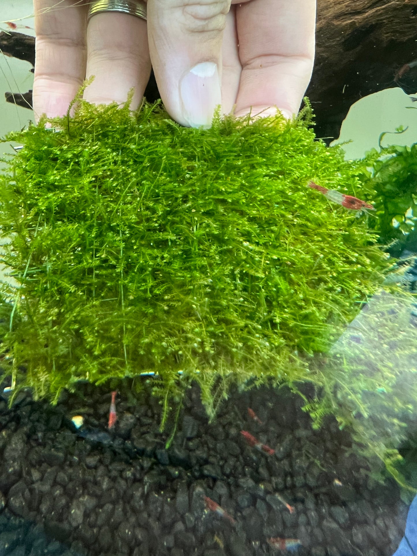 Mini Taiwan Moss