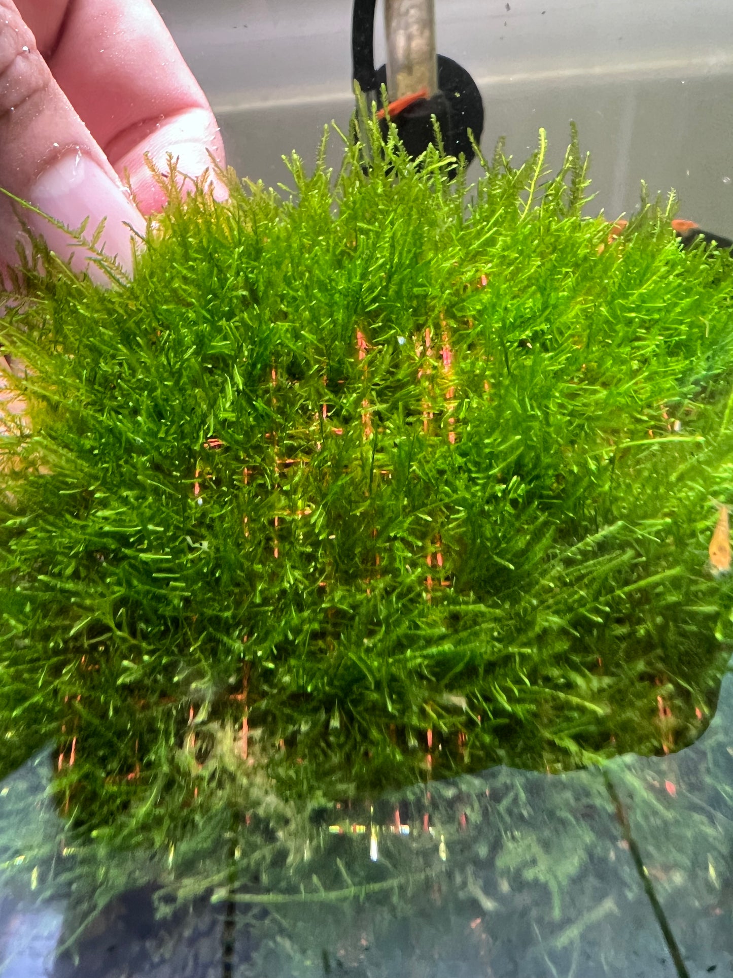 Spiky Moss