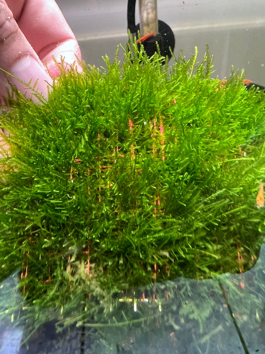 Spiky Moss