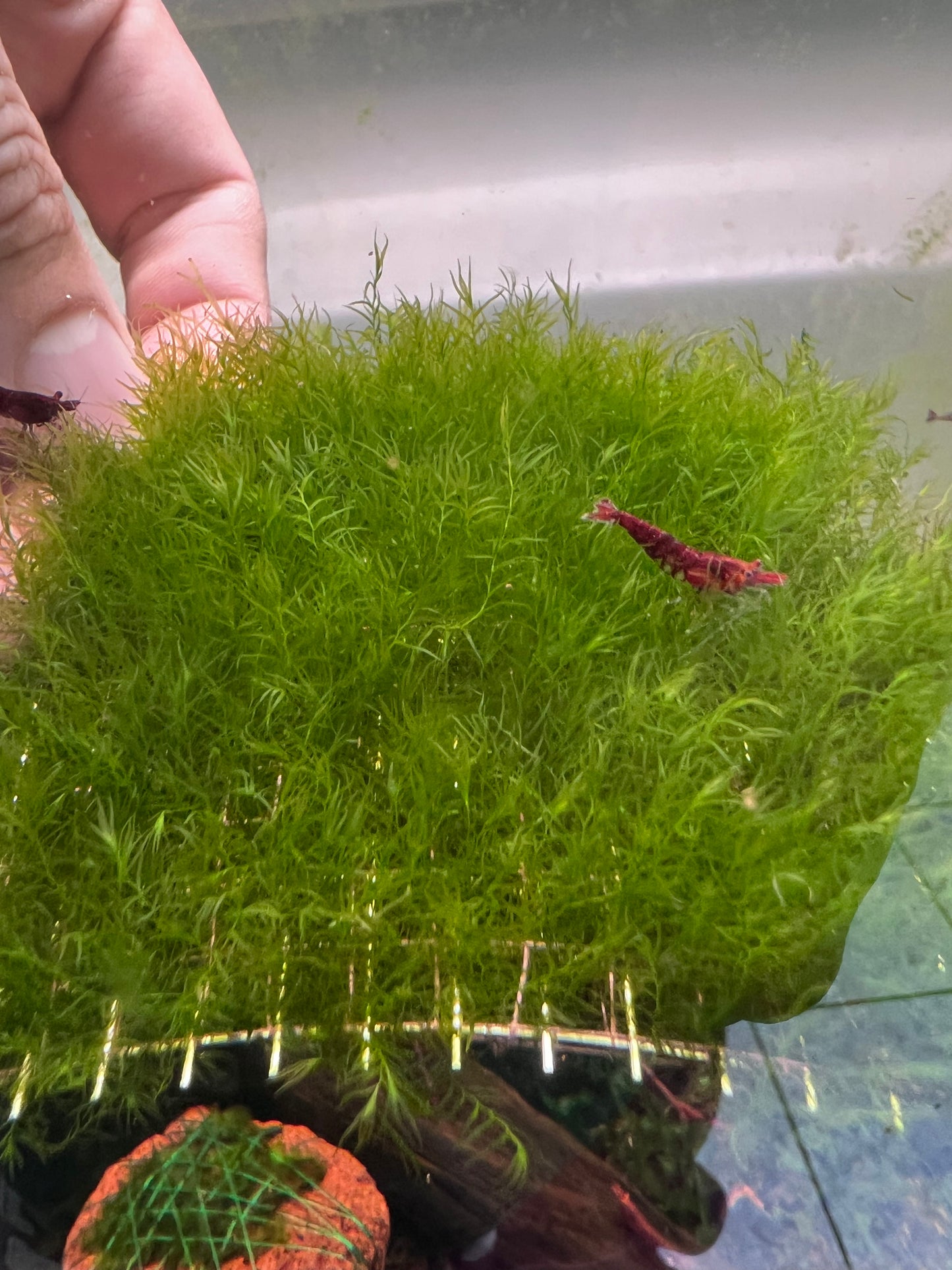Fissiden Fontanus Moss