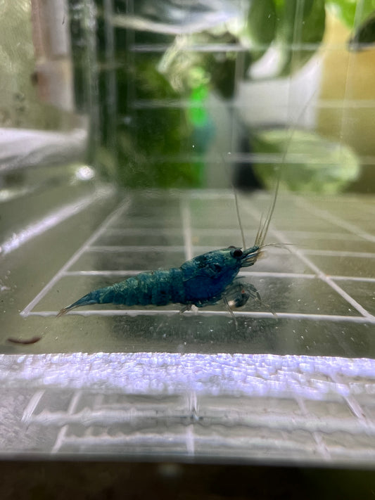 Extreme Blue Bolt